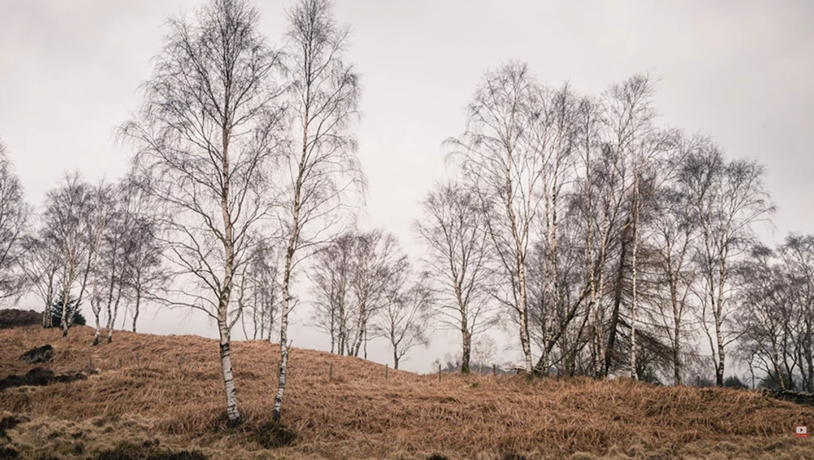 Bare birch trees scattered across a sloping hillside covered in brown grass under an overcast sky.