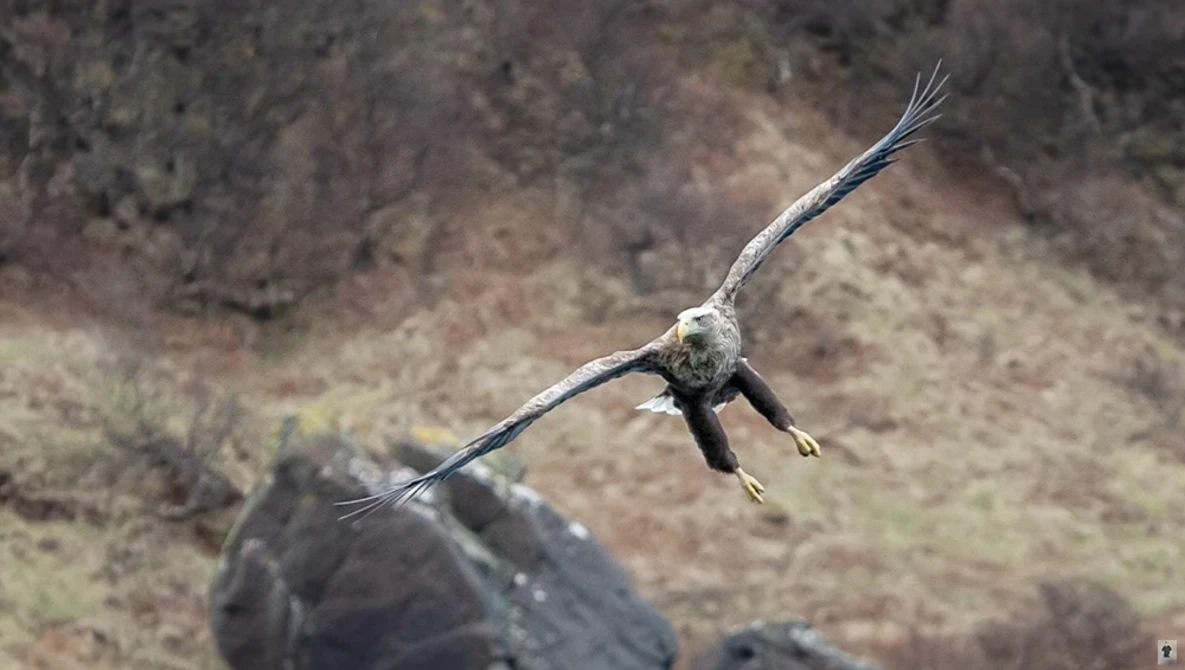 Bald eagle in flight with wings extended against a blurred rocky landscape background.