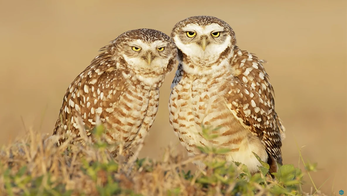 Two burrowing owls perched side by side on desert scrub, facing the camera with alert expressions.