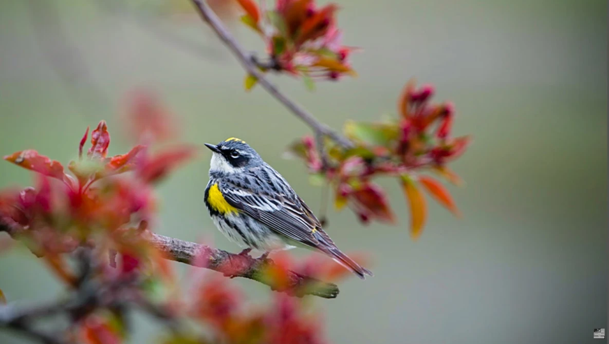 Yellow-rumped warbler perched on a flowering branch with red and yellow blossoms.