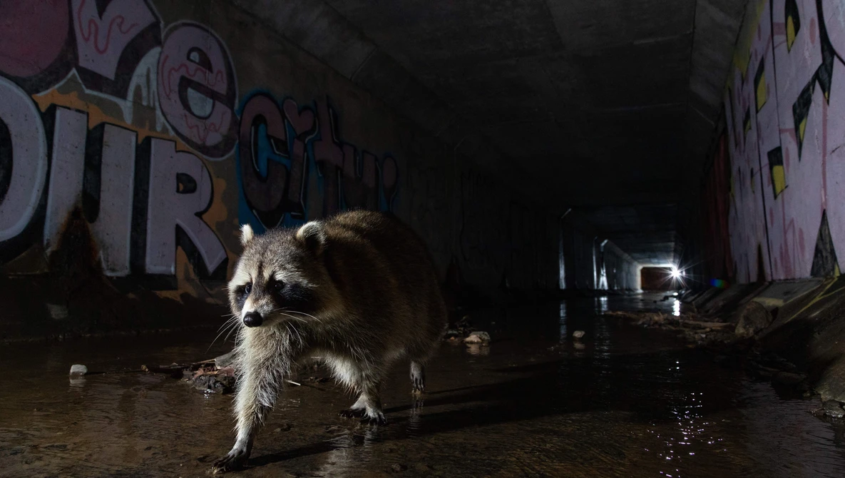 Raccoon walking on wet pavement in front of graffitied walls at night.