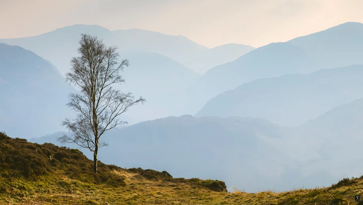 Solitary bare tree on hillside with layered mountains in misty background.