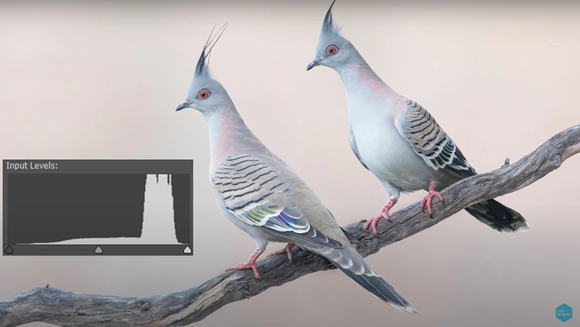 Illustration of two crested birds perched on a branch, with a histogram panel showing input levels displayed in the lower left corner.