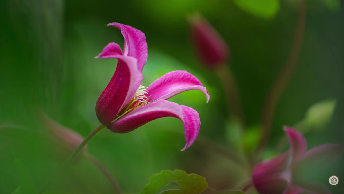 Magenta flower with recurved petals and prominent stamens against soft green foliage.
