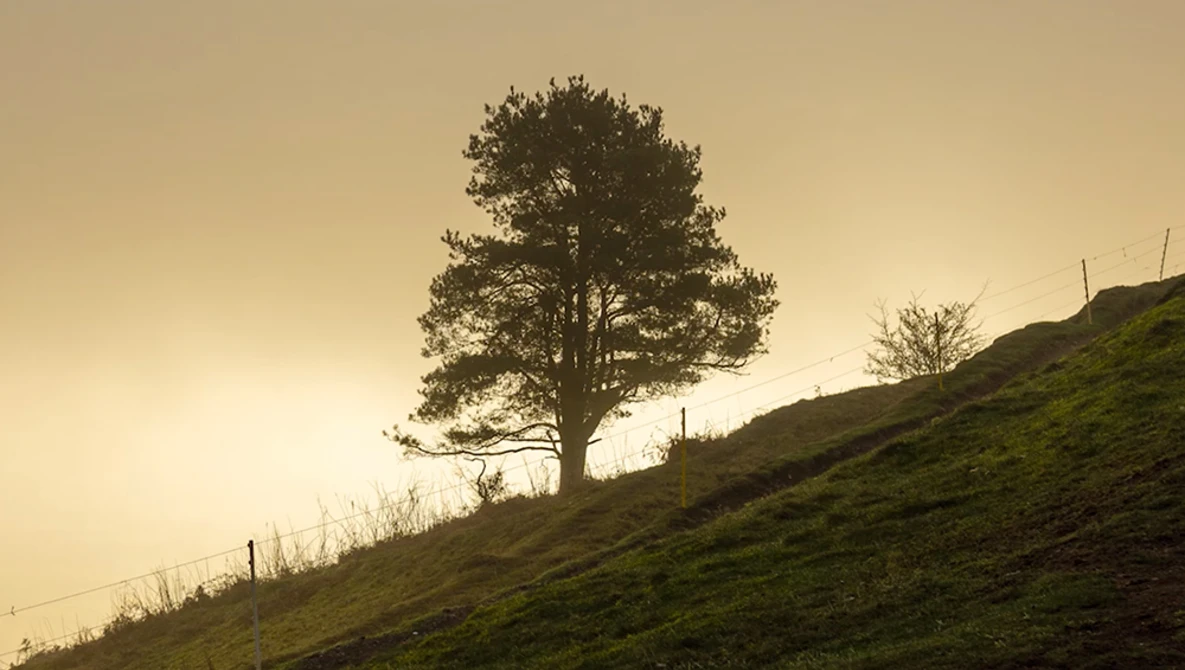 Solitary pine tree silhouetted against golden sky on a grassy hillside.