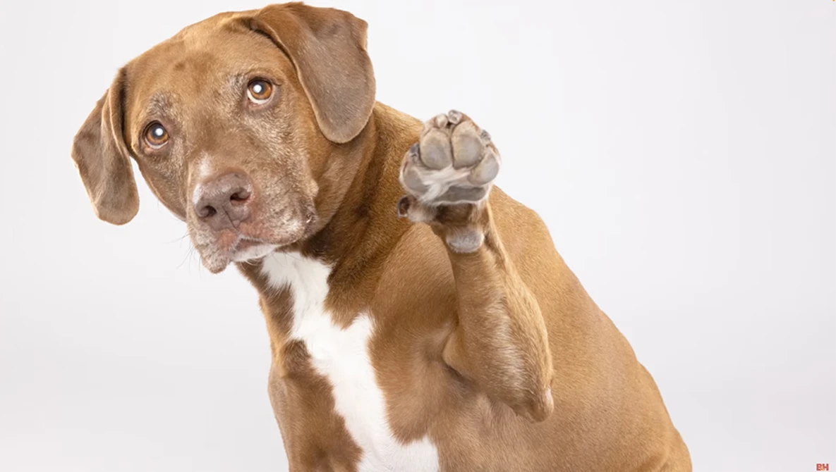 Brown and white dog with raised paw against white background.