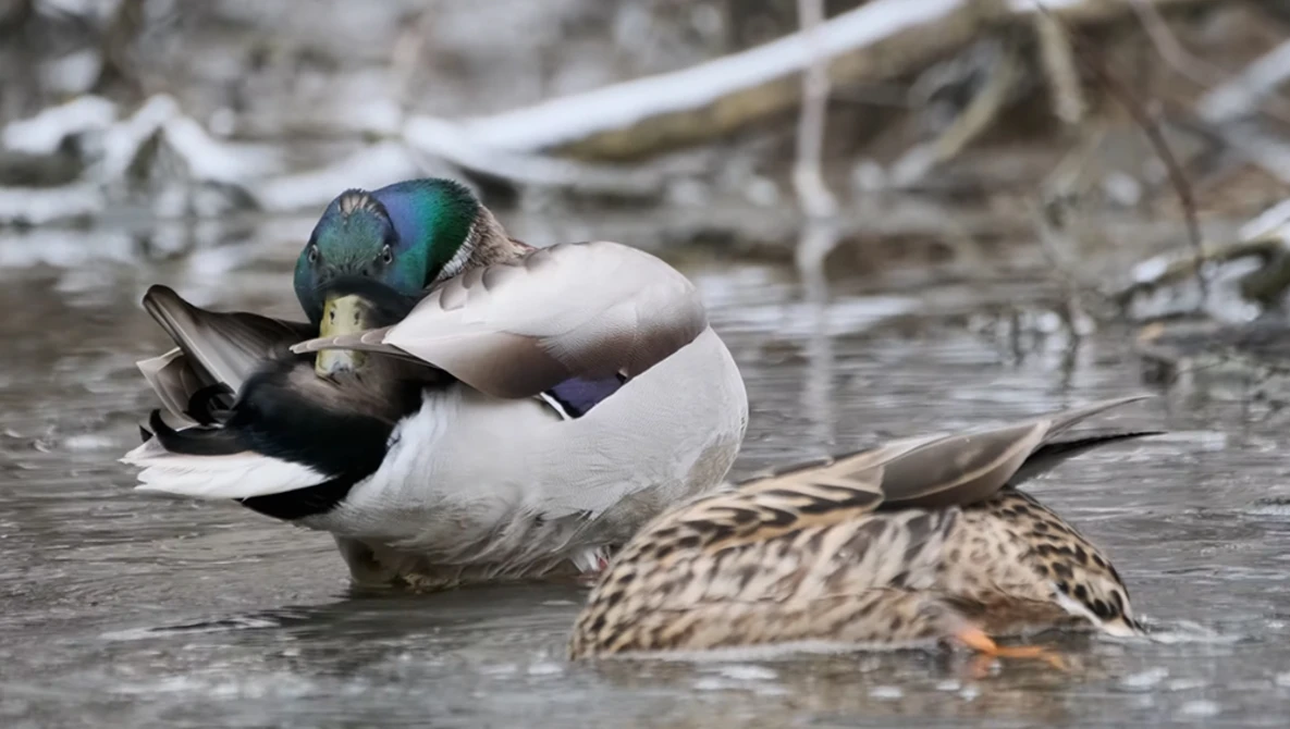 Male mallard duck with iridescent green head resting in shallow water beside a mottled brown female duck.