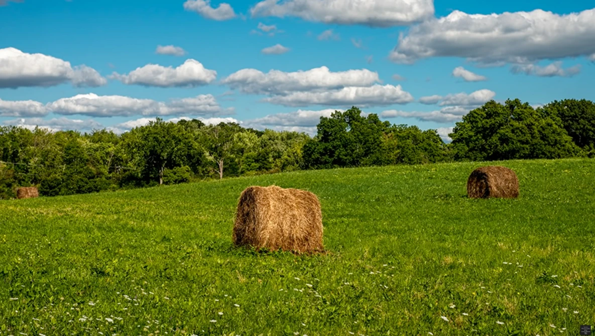 Round hay bales scattered across a bright green pasture under a blue sky with white clouds.