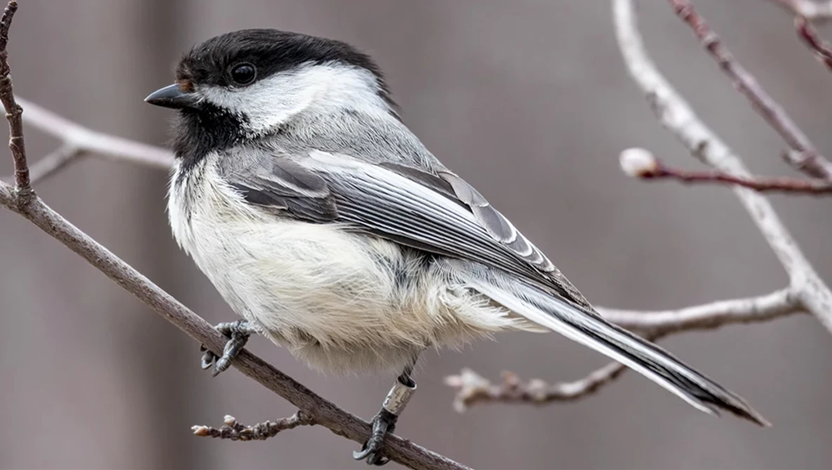 Black-capped chickadee perched on a bare branch with soft gray background.