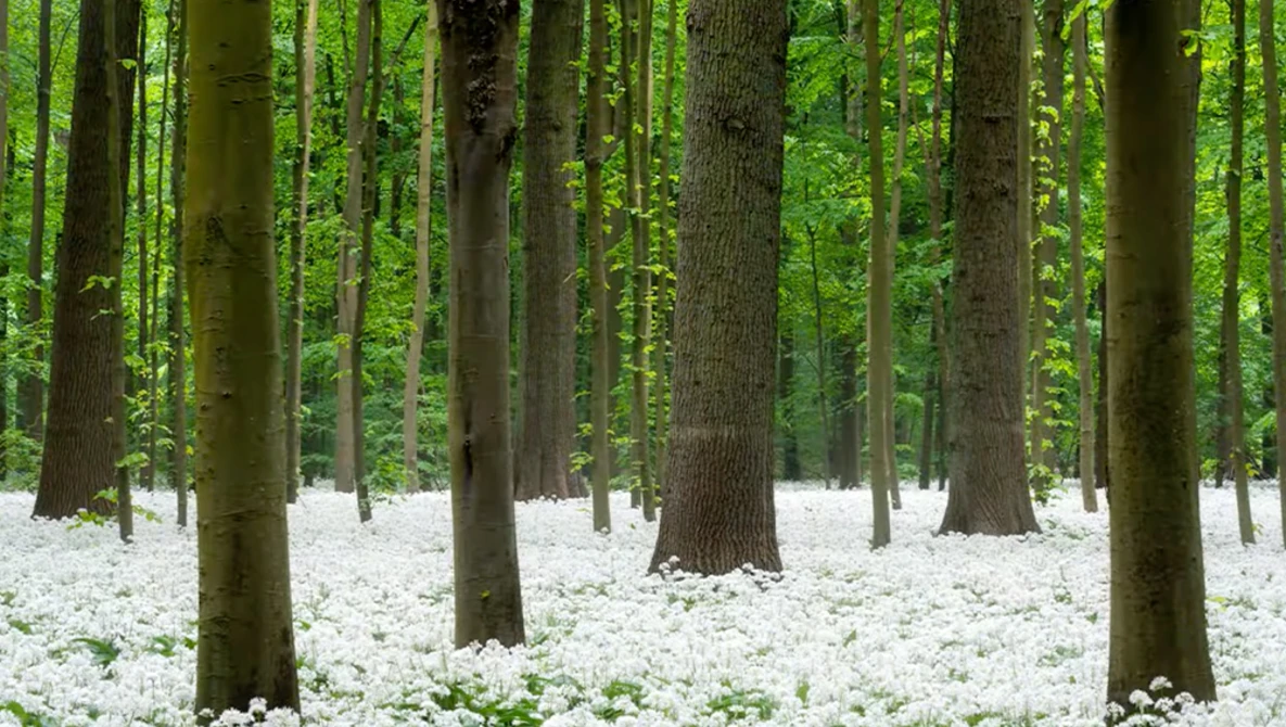 Forest floor carpeted with white flowering plants beneath tall green trees.