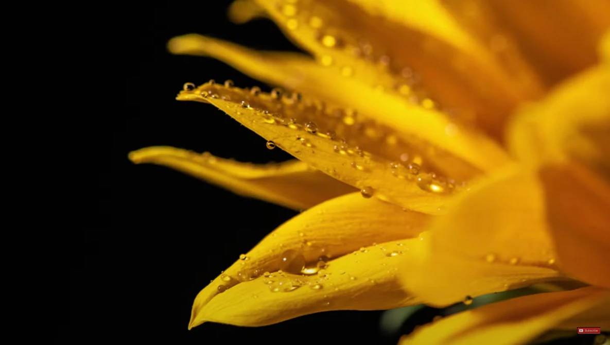 Yellow flower petals with water droplets against a dark background.