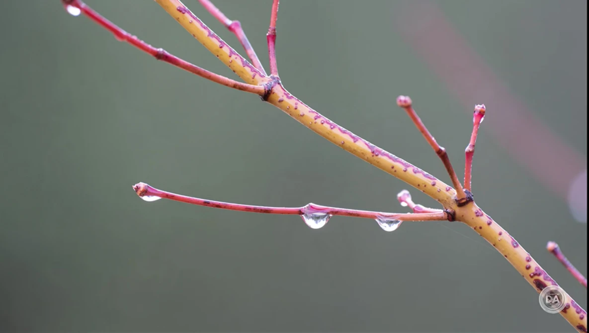 Red and orange plant stems with water droplets against a soft gray background.