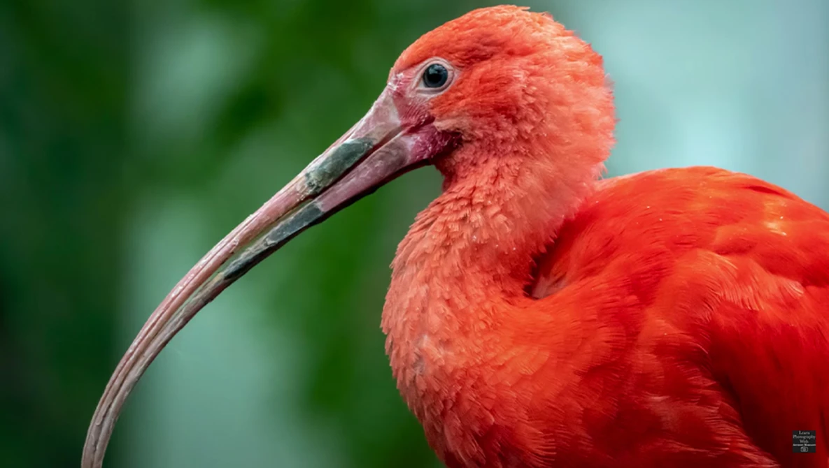 Scarlet ibis in profile showing curved bill and vibrant red plumage against blurred green background.