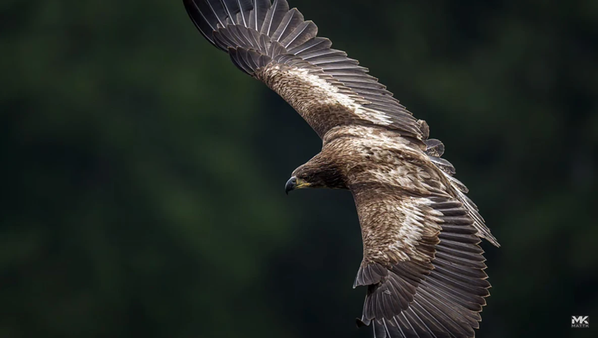 Golden eagle in flight with wings spread against a dark green blurred background.