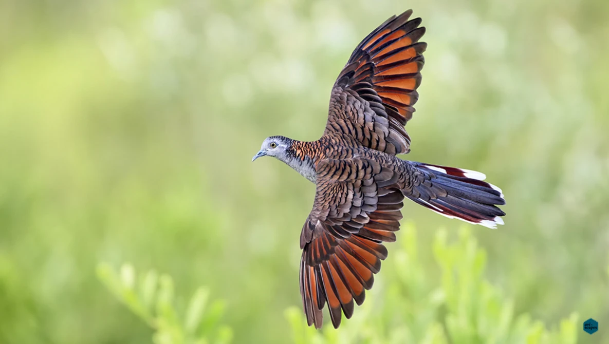 Brown and rust-colored bird in flight against a soft green blurred background, wings spread wide.