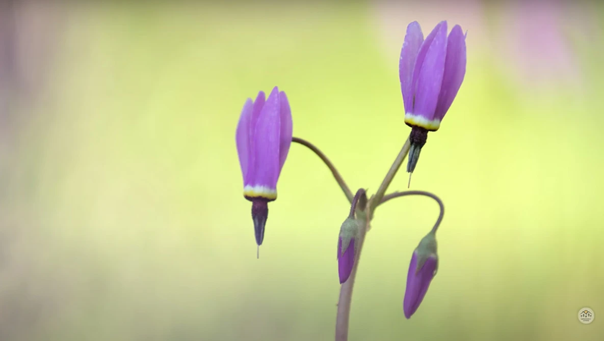 Purple bell-shaped flowers at various stages of bloom on curved green stems against a soft, blurred yellow-green background.