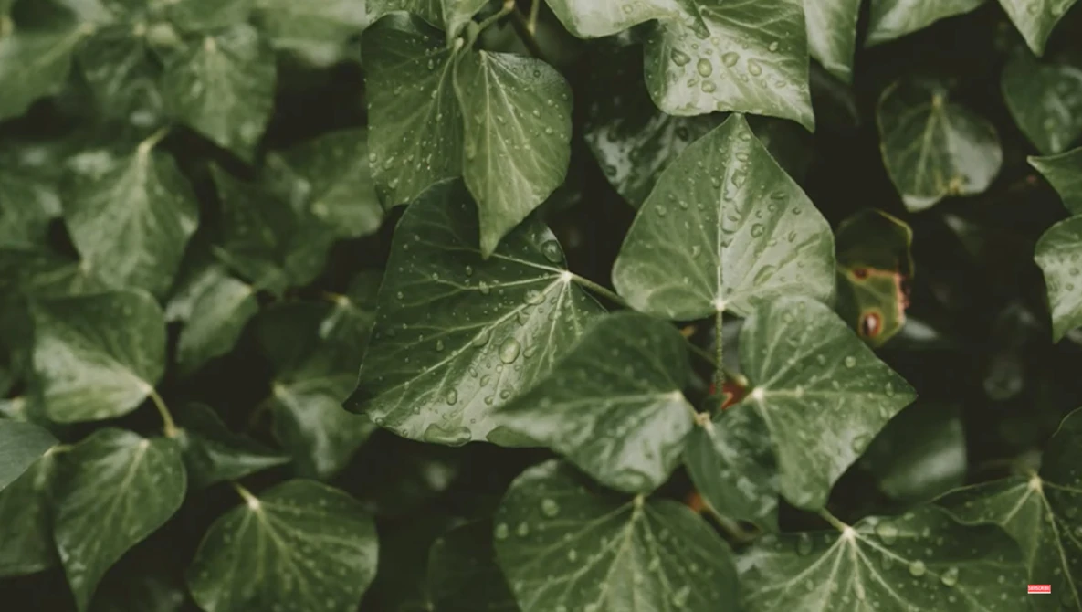 Close-up of green leaves with water droplets after rain or misting.