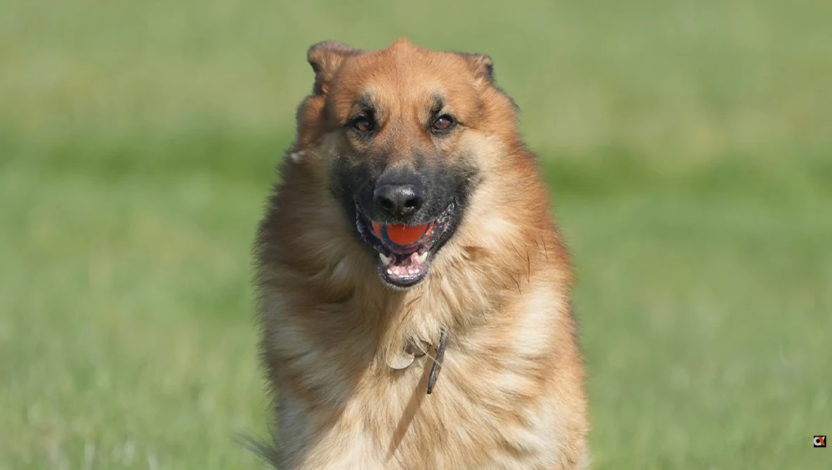 Large tan and brown dog with black mask facing camera with open-mouth smile against soft green background.