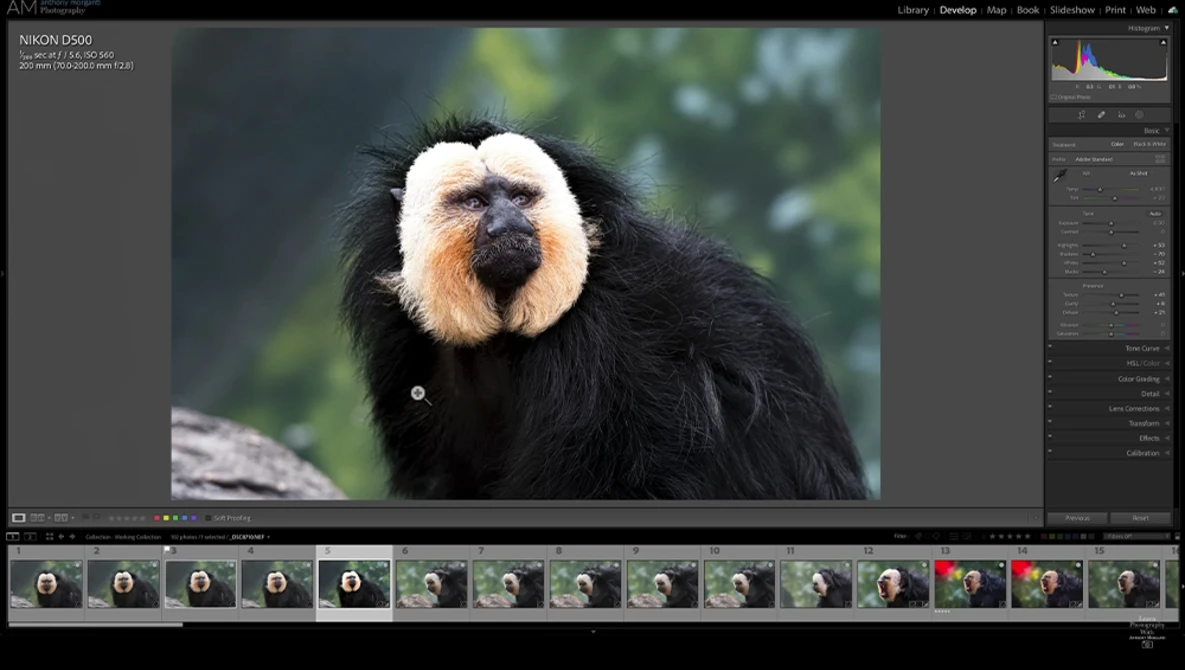 Golden-faced lion tamarin with distinctive black fur and pale face looking directly at camera.