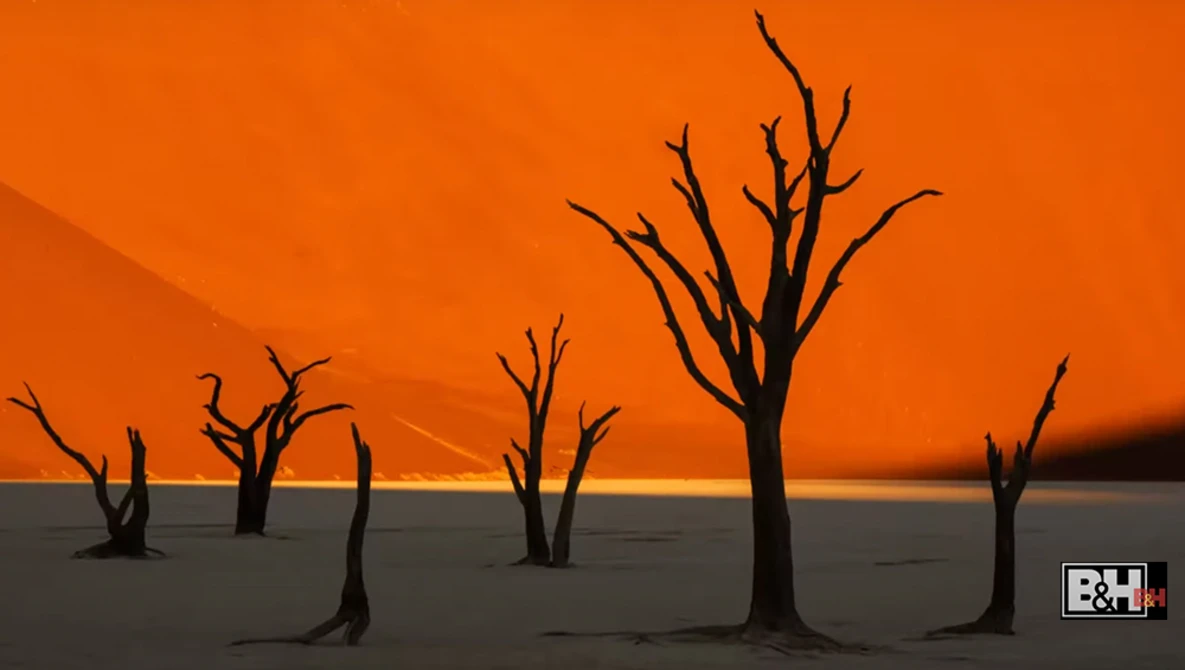 Illustration of dead, leafless trees silhouetted against an orange and golden sunset sky over dark ground.