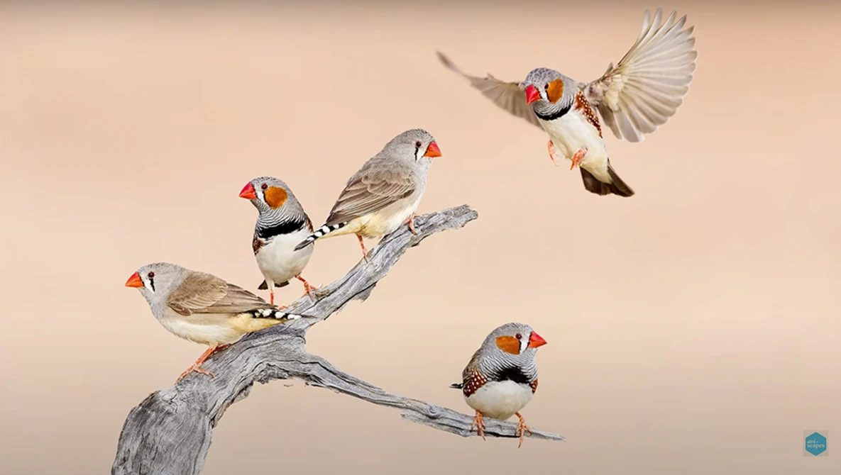 Five bearded reedlings perched and in flight on a weathered branch against a soft beige background.
