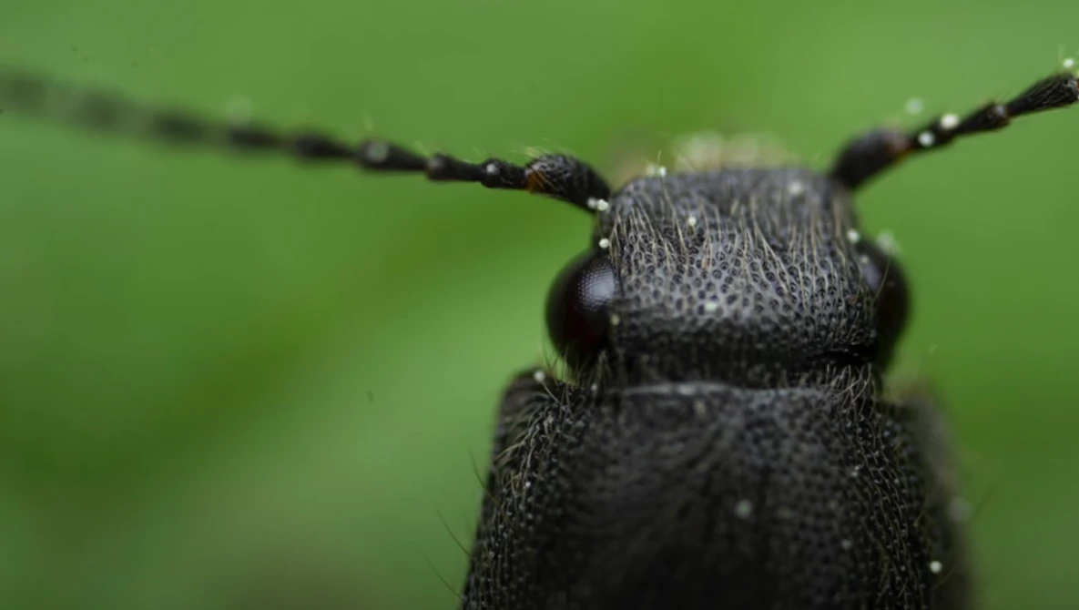 Close-up macro photograph of a dark beetle's head and thorax against a soft green background.