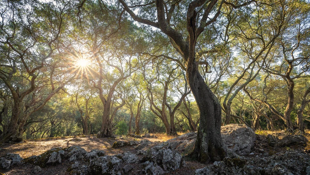 Ancient gnarled trees with thick trunks create a natural canopy in dappled sunlight filtering through golden foliage.