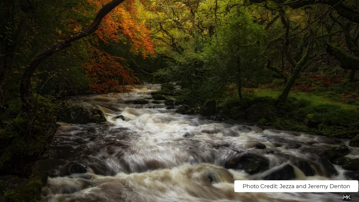 Rushing stream flowing through a dense forest with autumn foliage overhead.