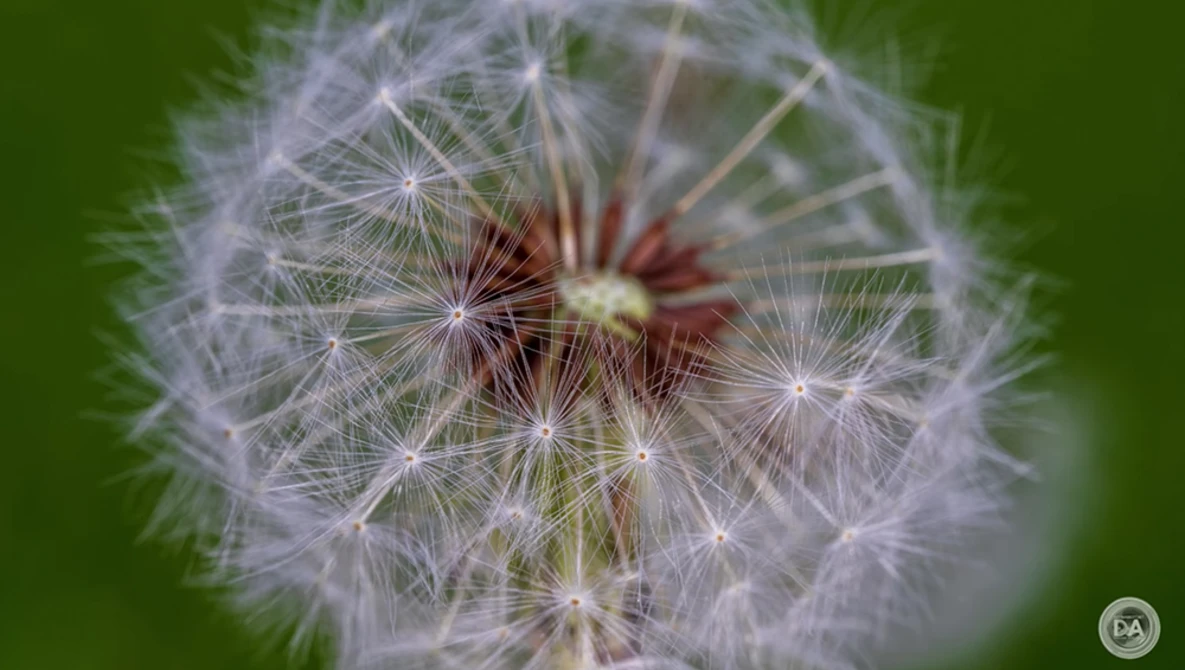 Close-up macro photograph of a dandelion seedhead with delicate white filaments radiating from a reddish-brown central disk against a soft green background.