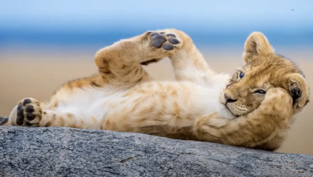 Lion cub lying on its back on a rock, playfully batting at its own paw with ocean and beach in the background.