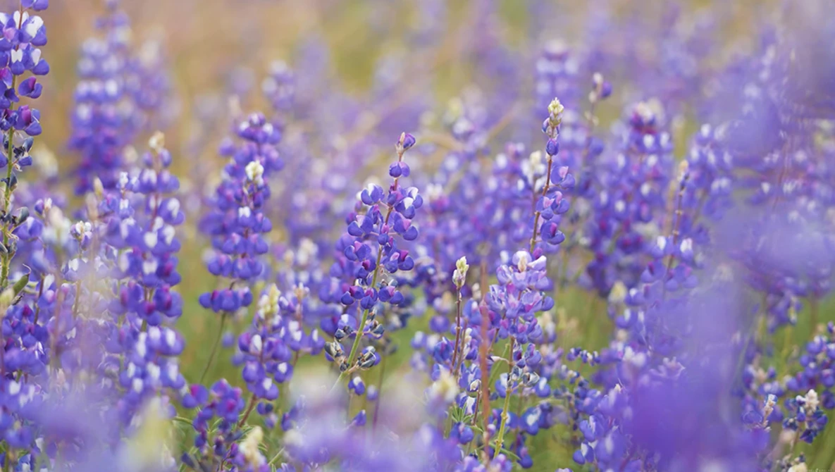 Purple lupine flowers in soft focus with shallow depth of field in a natural field setting.