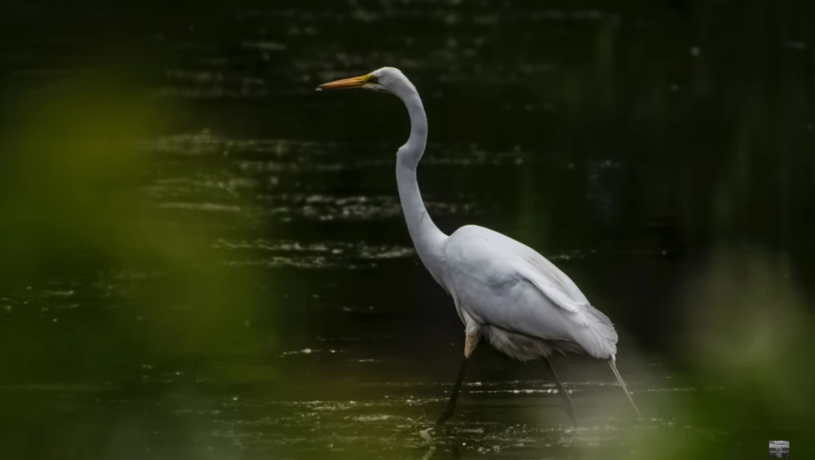 Great egret standing in shallow water with blurred green foliage in background.