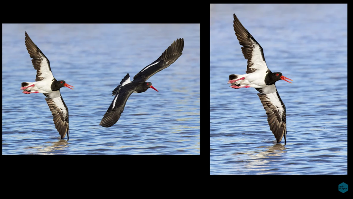 Two seabirds with black and white plumage diving into blue ocean water side by side.