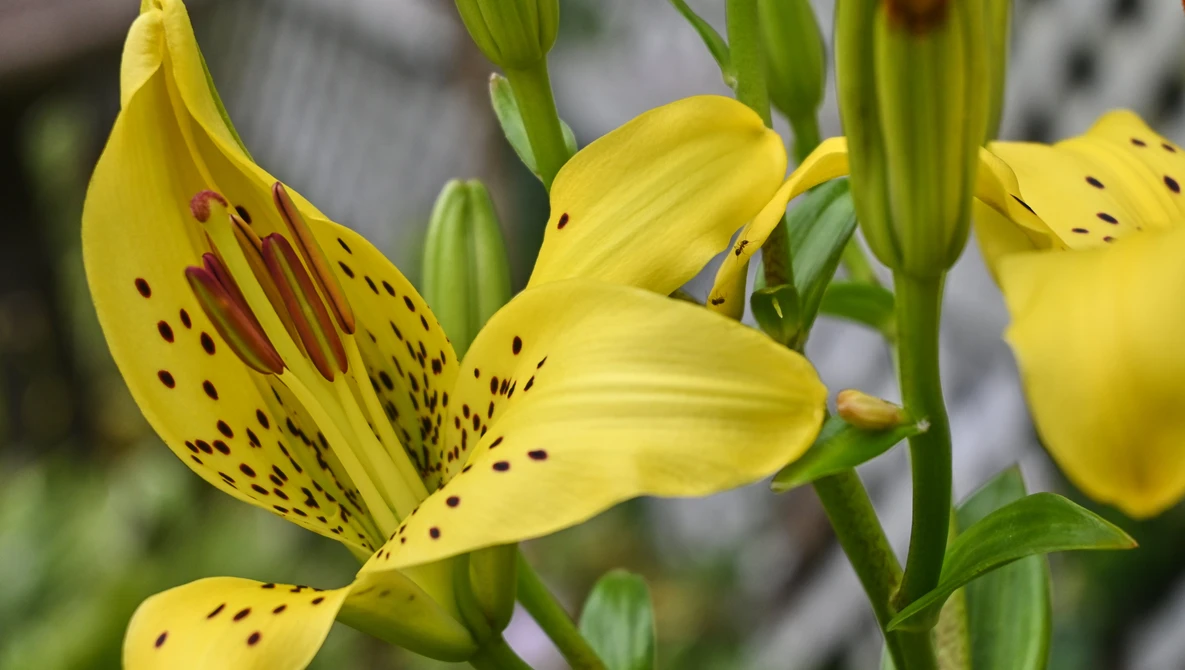 Yellow lily flowers with burgundy spots and speckles, with unopened buds and green stems visible.