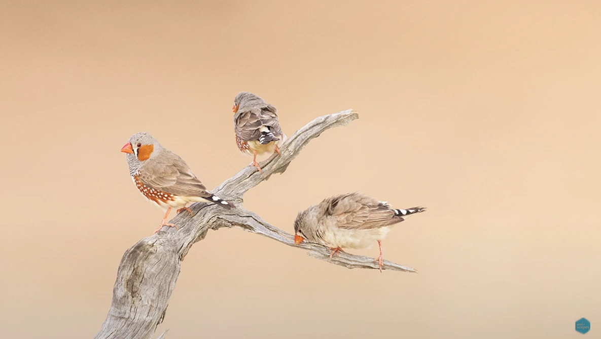 Three small birds perched on a gnarled branch against a warm beige background.