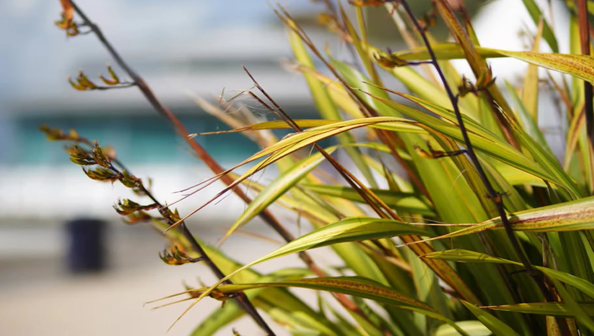 Close-up of dried coastal grasses with blurred ocean and beach in background.