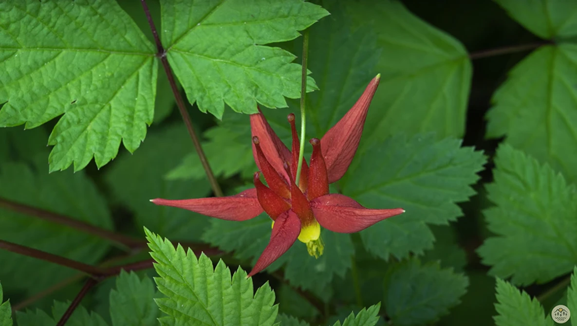 Deep red flower with pointed petals and yellow center surrounded by bright green foliage.