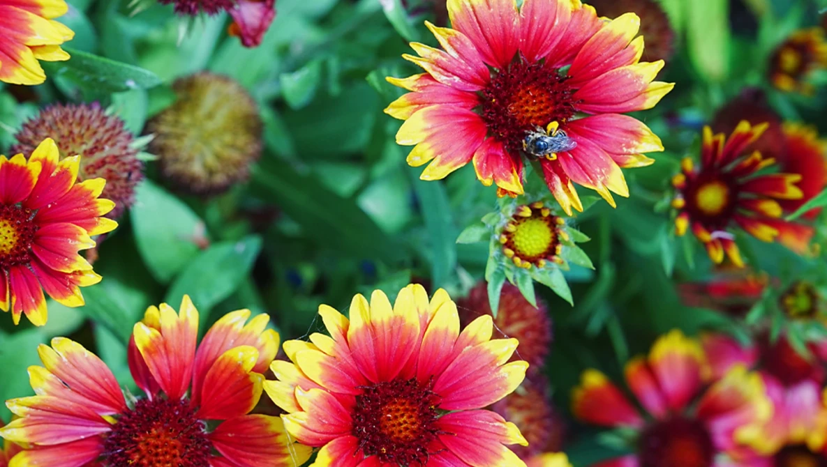 Red and yellow blanket flowers with dark centers and a bee visiting the center bloom.