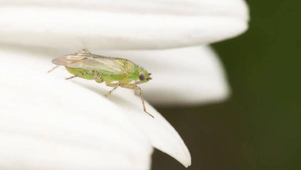 Green leafhopper insect perched on white flower petal against blurred green background.