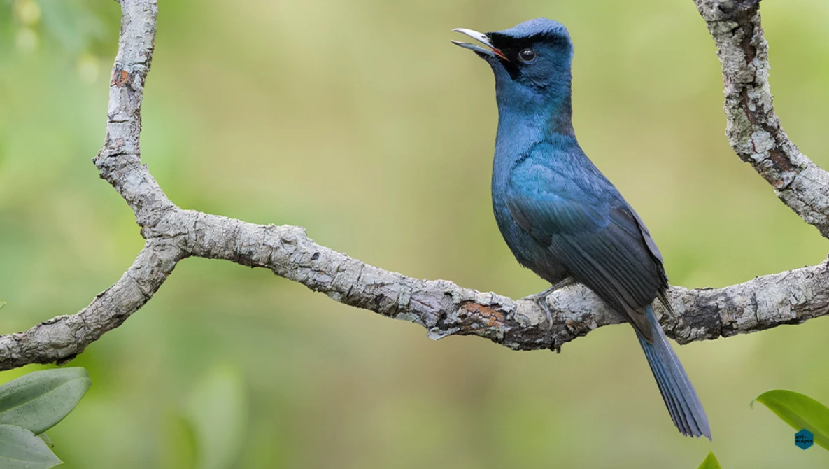 Vibrant blue bird perched on a lichen-covered branch against a soft green blurred background.