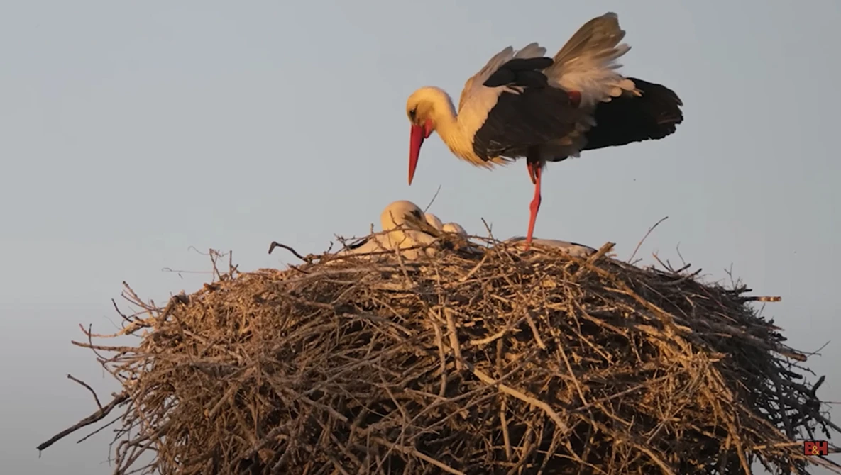 Stork with orange and black plumage landing on a large stick nest against a gray sky.