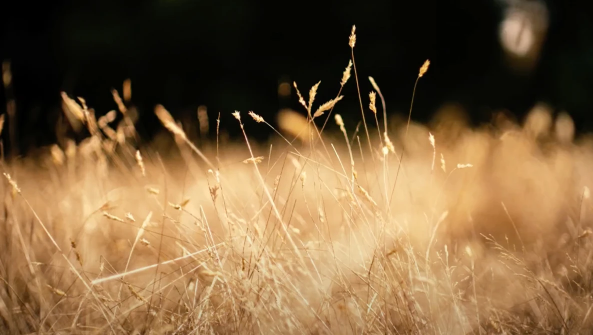 Dried grass and seed heads backlit by warm golden sunlight against a dark background.