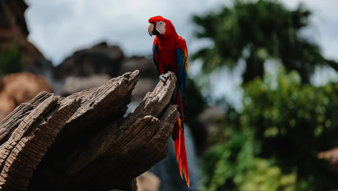 Scarlet macaw perched on weathered wood with blurred tropical foliage in background.