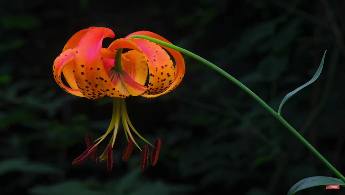 Tiger lily flower with recurved orange petals spotted in deep red, with prominent red stamens against a dark blurred background.