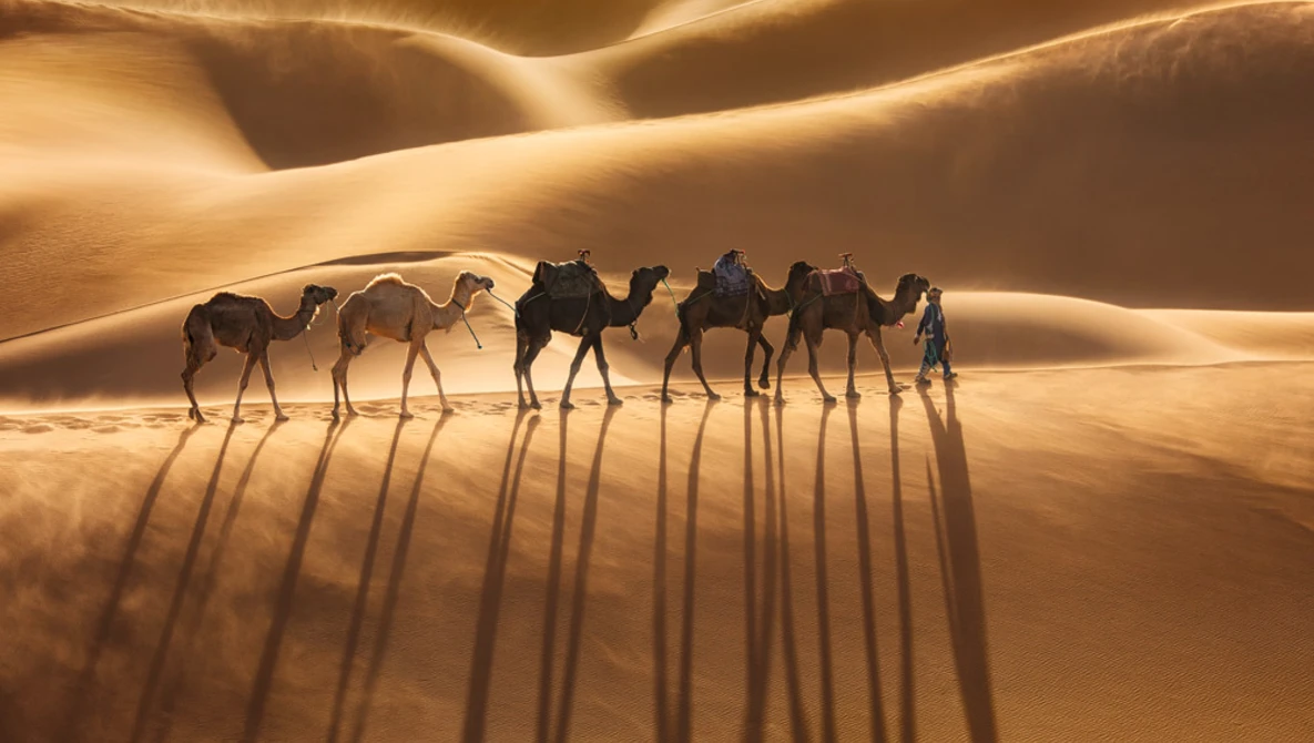 Caravan of camels casting long shadows across undulating sand dunes in golden desert light.