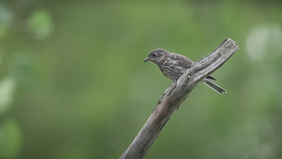 Small gray songbird perched on a weathered wooden branch against a soft green bokeh background.