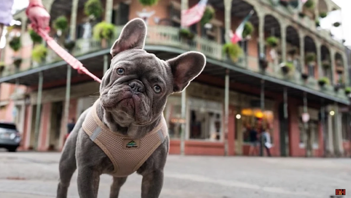 Gray French Bulldog wearing a harness stands on a street with historic architecture in the background.