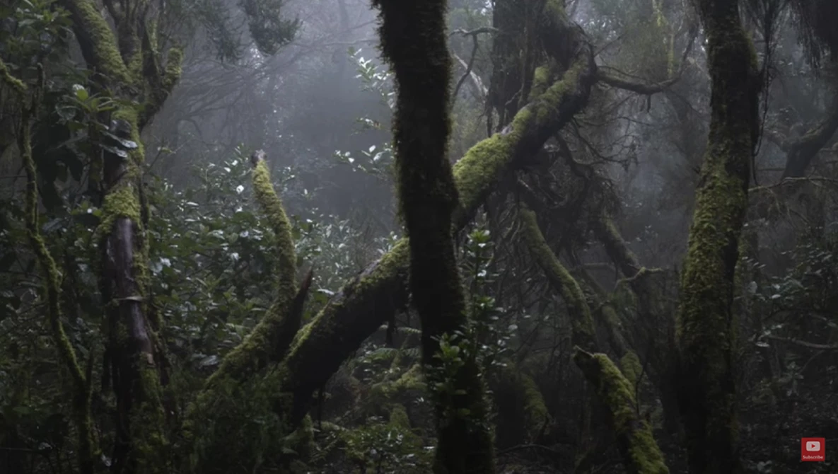 Misty forest with moss-covered trees and dark trunks creating atmospheric depth through layered fog.