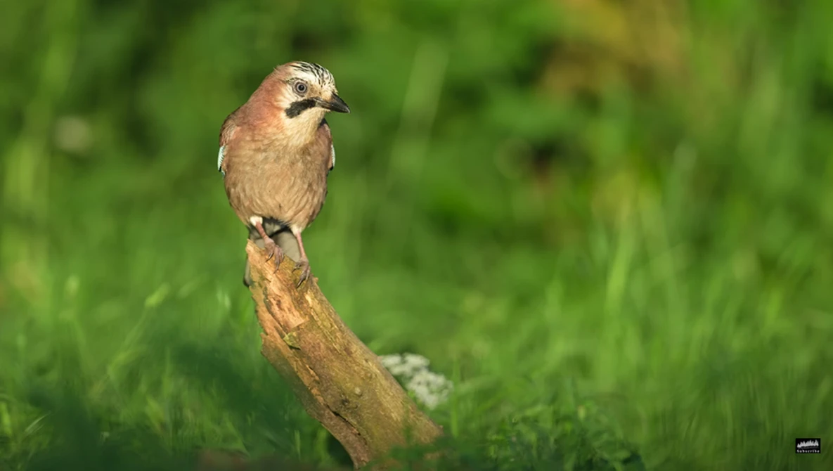 Small brown bird perched upright on a weathered wooden branch against blurred green foliage.