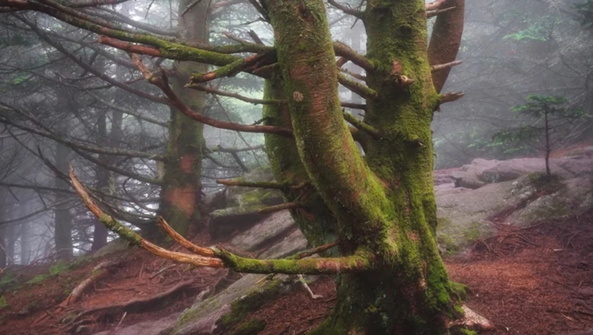 Ancient tree with thick moss-covered trunk in misty forest with exposed roots and bare branches.
